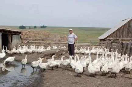 Как да расте гъски