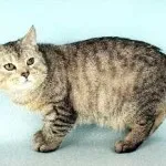 А котката е без опашка А котката е без опашка