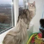 А котката е без опашка А котката е без опашка