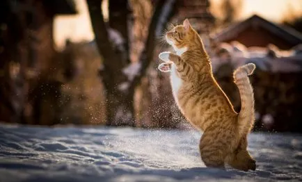 А котката е без опашка