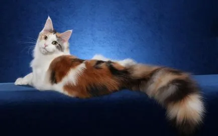 А котката е без опашка