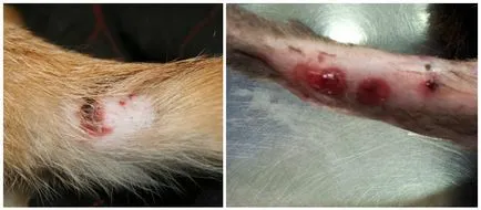 А котката е без опашка