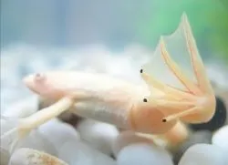 водни жаби
