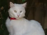 Ангорска котка котка (турска ангорска котка) се размножават описание, снимки, характер, цена и мнения