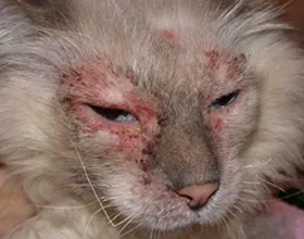 Атопичен дерматит при котки симптоми, лечение, снимка, котката и котката