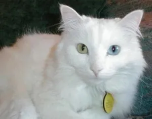 Ангорска котка котка (турска ангорска котка) се размножават описание, снимки, характер, цена и мнения
