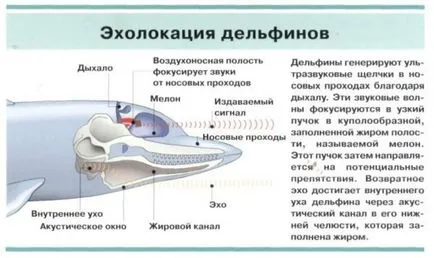 Каква е скоростта на звука 1