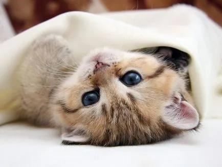 Than за лечение на диария при котки (CAT), какво да правят,