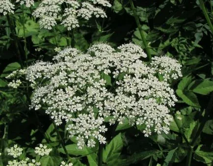 Колко полезна билка Goutweed