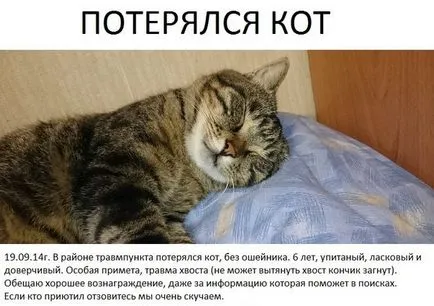 Какво да правите, ако изгубен котка ръчни действия в различни ситуации