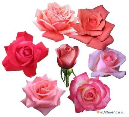 Какви са розови рози