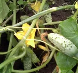 женски Cucumber цвете мъжки и расте градина!