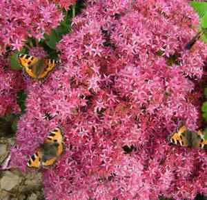 Stonecrop цветя Фото, особено засяване и грижи за растенията, тлъстига видове
