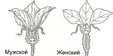Краставица вид цвете женски
