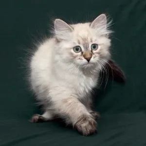 Дерматит при котки, лекувани в домашни условия, котешки асистент (котки) Дерматит при лечение котки у дома си, котката Асистент