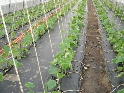 Направете собствено градина поливане и градински инструменти, topsadovnik