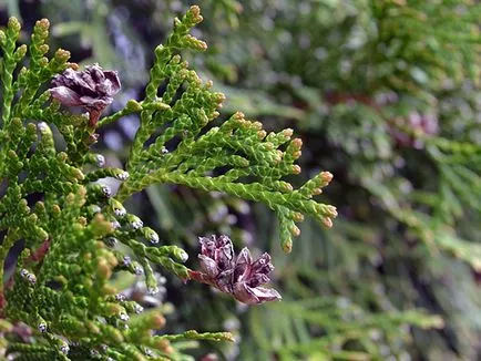 Thuja дърво - засаждане и грижи Фото Arborvitae, Arborvitae присаждане и размножаване, видове и сортове