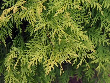 Thuja дърво - засаждане и грижи Фото Arborvitae, Arborvitae присаждане и размножаване, видове и сортове