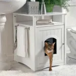 Къща котка (избор на снимка и възможности за неговото производство)