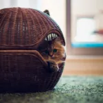Къща котка (избор на снимка и възможности за неговото производство)