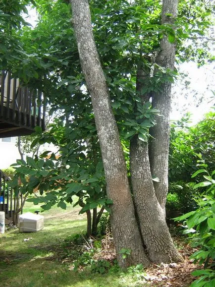 Treehouse снимка със собствените си ръце, диаграма, видео инструкция