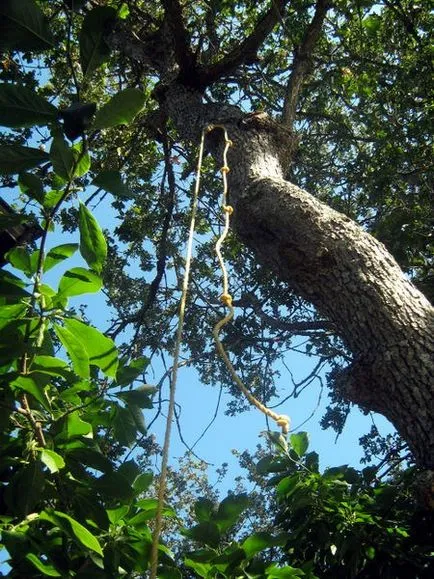 Treehouse снимка със собствените си ръце, диаграма, видео инструкция