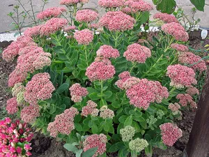 Енциклопедия на растенията тлъстига (Stonecrop)
