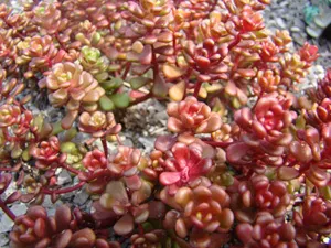 Енциклопедия на растенията тлъстига (Stonecrop)