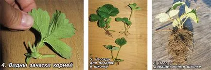 Ако ягоди плитка