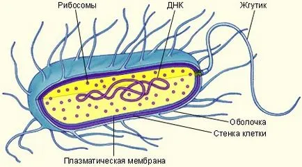 Flemoksin soljutab 250 метод на работа, указания и фармакодинамиката
