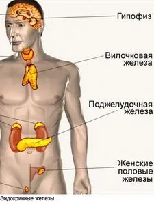 Когато в човешкото тяло е панкреаса (тяло) Когато в човешкото тяло е на панкреаса