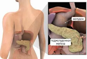 Когато в човешкото тяло е панкреаса (тяло) Когато в човешкото тяло е на панкреаса