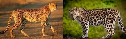 Cheetah - описание, подвид, снимка, където живее, това, което яде