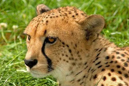Cheetah - описание, подвид, снимка, където живее, това, което яде