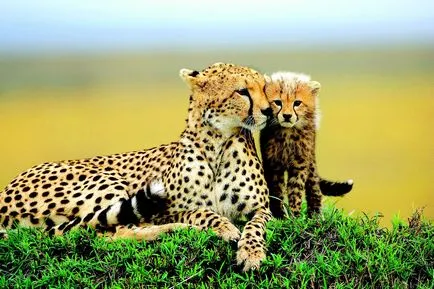 Cheetah и леопард - петнисти роднини