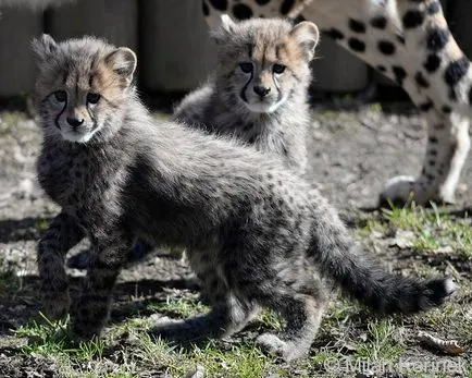 Cheetah - описание, подвид, снимка, където живее, това, което яде