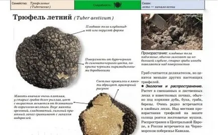 ползи и вреди на гъби трюфели, описание и видове, където расте и приложения
