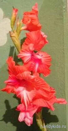 Hogyan kell felhívni a kardvirág (Gladiolus hogyan kell felhívni) Hogyan kell felhívni a kardvirág