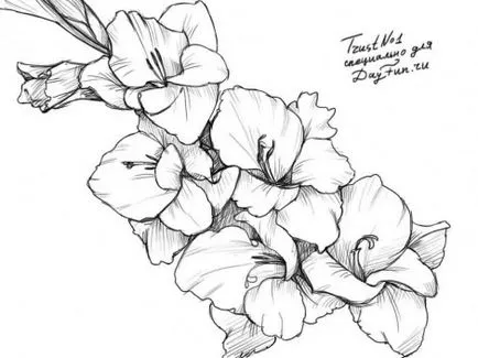 Hogyan kell felhívni a kardvirág ceruza szakaszok (Gladiolus) Hogyan kell felhívni a ceruzát kardvirág szakaszaiban