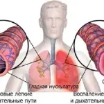 Колко бързо лекува кашлица народни средства за възрастни и деца