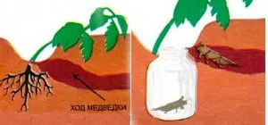 Как да се справим с Medvedkov, в градината, какви инструменти да се използват (мол щурци) Как да се справим с Medvedkov, в градината, какви инструменти да се използват