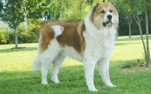 Кое куче водолаз heppidogs