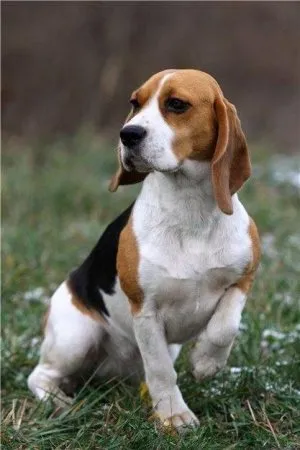 Кое куче водолаз heppidogs