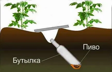 Как да се справим с Medvedkov - допинг и народни средства