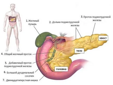 Как боли панкреаса при хора основните симптоми