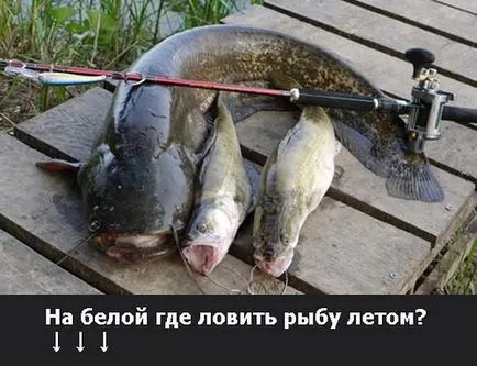 Какво риба кълве на него сега, календар рибаря