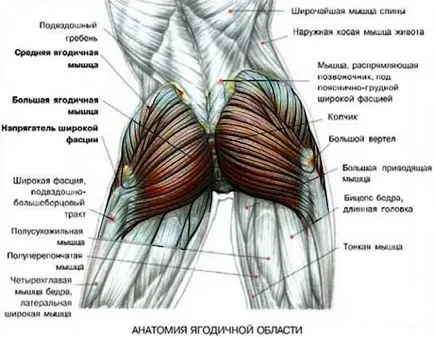 Как бързо напомпване на задните части! Мощни съвети!