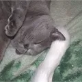 Как да го докосва))