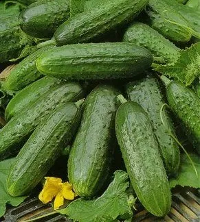 Какво краставици открито място да засадят предградията, за да получите добра реколта