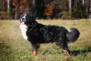 Кои кучета търсят трюфели, heppidogs